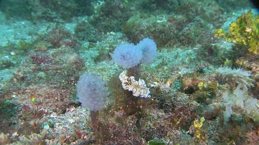 Dark Margin Glossodoris on a reef