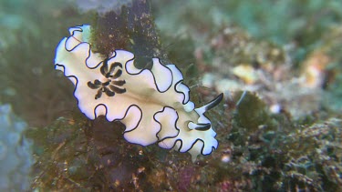 Close up of Dark Margin Glossodoris