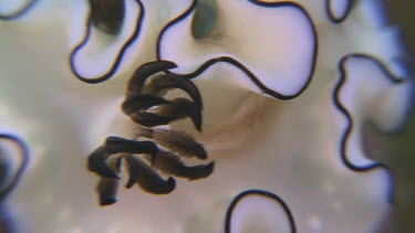 Close up of Dark Margin Glossodoris