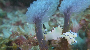 Dark Margin Glossodoris on a pair of Ascidians