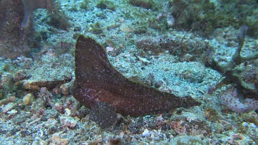 Leaf-like Cockatoo Waspfish on the ocean floor