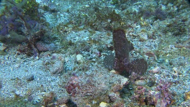 Leaf-like Cockatoo Waspfish on the ocean floor