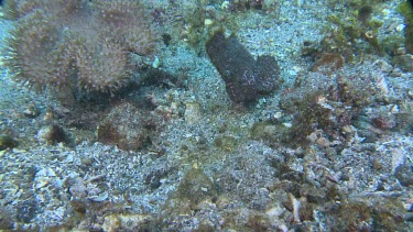 Leaf-like Cockatoo Waspfish on the ocean floor