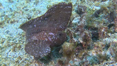 Close up of leaf-like Cockatoo Waspfish swimming on the ocean floor