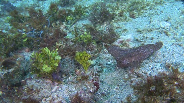 Close up of leaf-like Cockatoo Waspfish swimming on the ocean floor