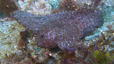 Close up of leaf-like Cockatoo Waspfish swimming on the ocean floor