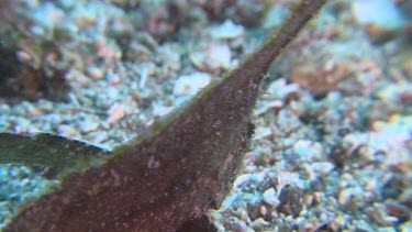 CM0001-CT-0009056 Close up of leaf-like Cockatoo Waspfish swimming on the ocean floor