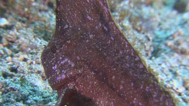 Close up of leaf-like Cockatoo Waspfish swimming on the ocean floor