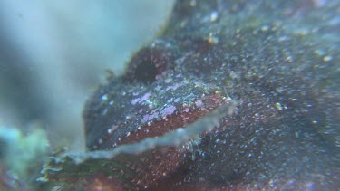 Close up of leaf-like Cockatoo Waspfish swimming on the ocean floor