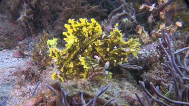 Yellow Weedy Scorpionfish swimming along the ocean floor