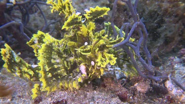 Close up of yellow Weedy Scorpionfish on the ocean floor