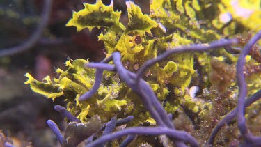 Close up of yellow Weedy Scorpionfish on the ocean floor