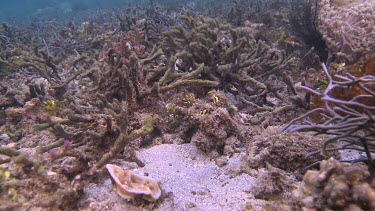 Red Weedy Scorpionfish on the ocean floor