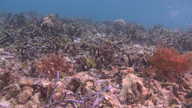 Red Weedy Scorpionfish swimming along the ocean floor