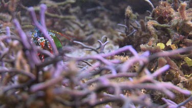 Peacock Mantis Shrimp walking on the ocean floor
