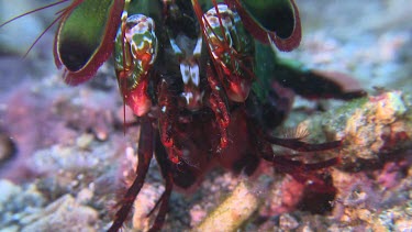 Close up of Peacock Mantis Shrimp on the ocean floor
