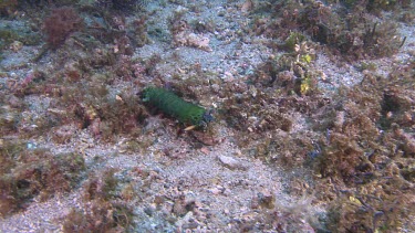 Peacock Mantis Shrimp walking on the ocean floor