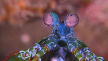 Close up of Peacock Mantis Shrimp