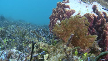 Yellow Weedy Scorpionfish camouflaged on the ocean floor