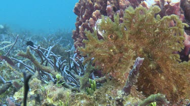 Yellow Weedy Scorpionfish camouflaged on the ocean floor