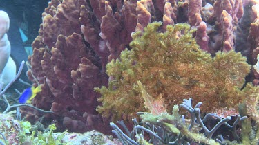 Yellow Weedy Scorpionfish camouflaged on the ocean floor