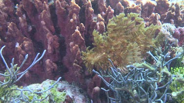 Yellow Weedy Scorpionfish camouflaged on the ocean floor