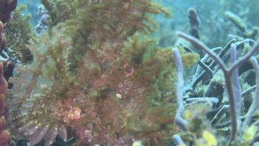 Yellow Weedy Scorpionfish camouflaged on the ocean floor