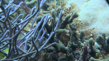 Yellow Weedy Scorpionfish camouflaged on the ocean floor