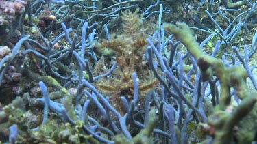 Yellow Weedy Scorpionfish camouflaged on the ocean floor