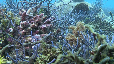 Yellow Weedy Scorpionfish camouflaged on the ocean floor