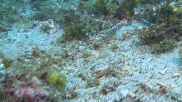 Brown Blotched Jawfish digging a new hole