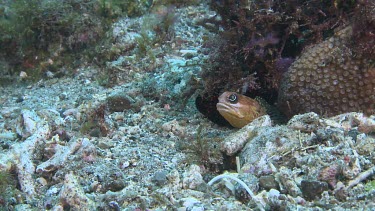 Brown Blotched Jawfish digging a new hole