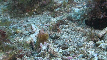 Brown Blotched Jawfish digging a new hole