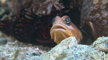 Brown Blotched Jawfish digging a new hole