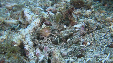 Brown Blotched Jawfish digging a new hole