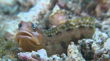 Brown Blotched Jawfish digging a new hole