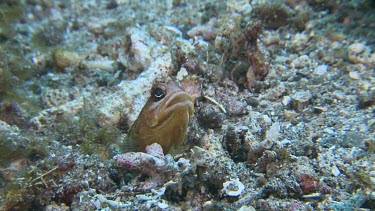 Brown Blotched Jawfish digging a new hole