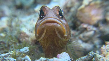 Brown Blotched Jawfish digging a new hole