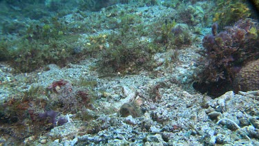 Brown Blotched Jawfish digging a new hole