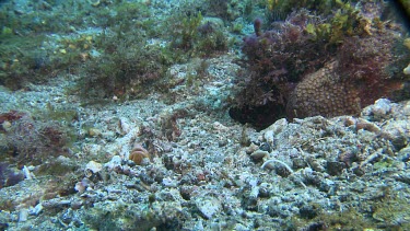 Brown Blotched Jawfish digging a new hole