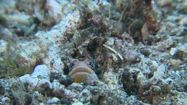 Brown Blotched Jawfish digging a new hole