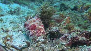 Anemone Hermit Crab and Peacock Mantis Shrimp on the ocean floor