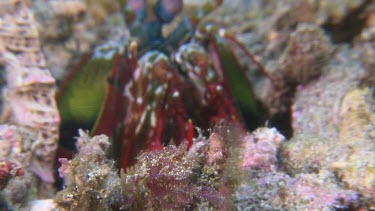 Peacock Mantis Shrimp in a hole on the ocean floor