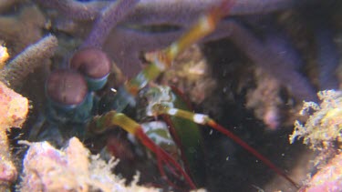 Close up of Peacock Mantis Shrimp