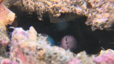 Close up of Peacock Mantis Shrimp eyes inside a hole
