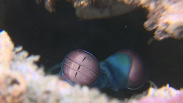 Close up of Peacock Mantis Shrimp eyes inside a hole