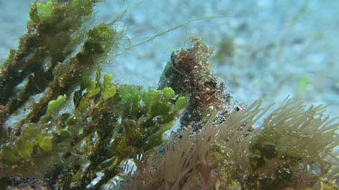 Broadclub Cuttlefish camouflaged on the ocean floor