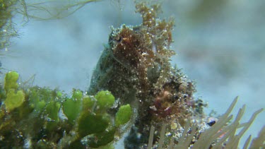 Broadclub Cuttlefish camouflaged on the ocean floor