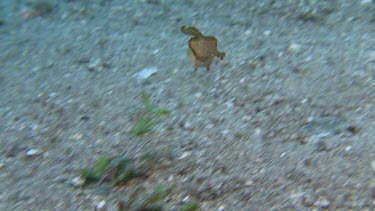 Broadclub Cuttlefish camouflaged on the ocean floor