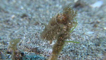 Broadclub Cuttlefish camouflaged on the ocean floor